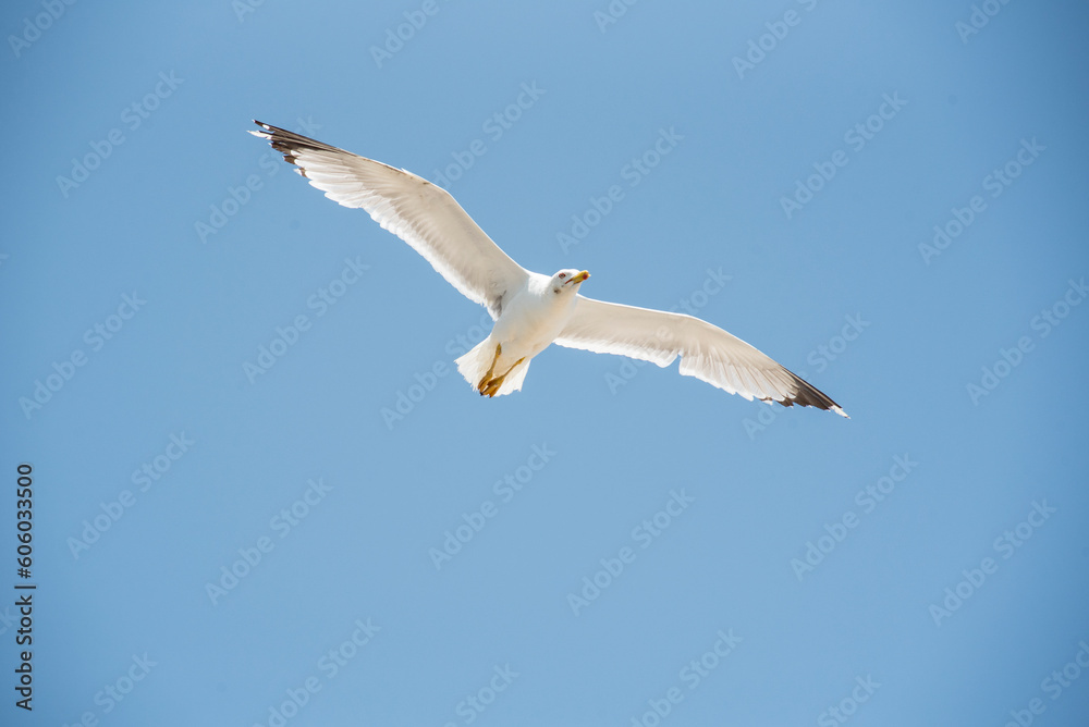 Obraz premium Seagulls at different times of the day, flying, washing