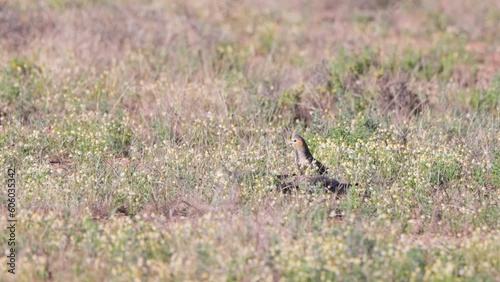 a high frame rate wide shot of a flock of cockatiels feeding on the ground at eulo in outback queensland, australia