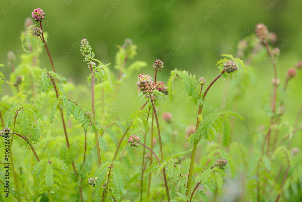 Blooming garden burnets (Sanguisorba minor). Blooming garden burnets (Sanguisorba minor).