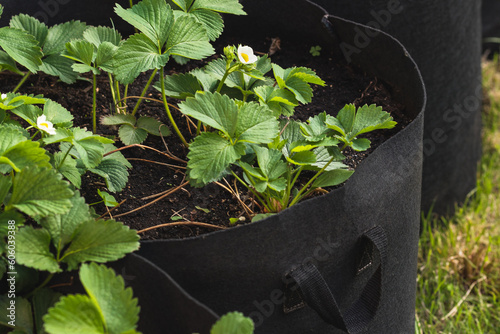 Black garden bag with strawberries growing - home gardening