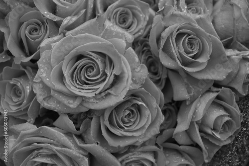 Beautiful leafy rose flower in full bloom in a black and white monochrome.