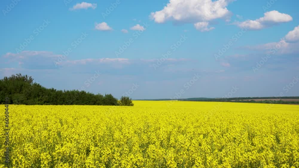 Yellow rapeseed flowers in the sky background. Canola flowers close-up in the field. The concept of nature, agriculture, flora. Yellow rapeseed flowers in the sky background. Canola flowers close-up in the field. The concept of nature, agriculture, flora.