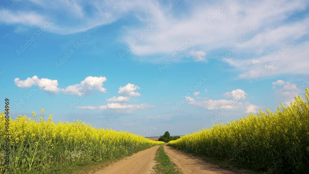 Dirt road between fields sown with rapeseed. View of the road through the rapeseed field. The concept of ecology, agriculture, food. Dirt road between fields sown with rapeseed. View of the road through the rapeseed field. The concept of ecology, agriculture, food.