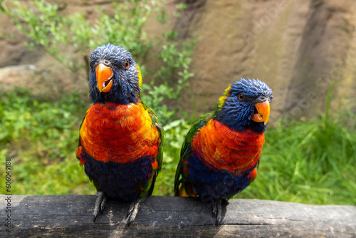 Zwei Papageien Lori als Paar sitzen auf einem Ast
