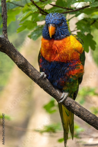 Ein Papagei Lori sitzt auf einem Ast