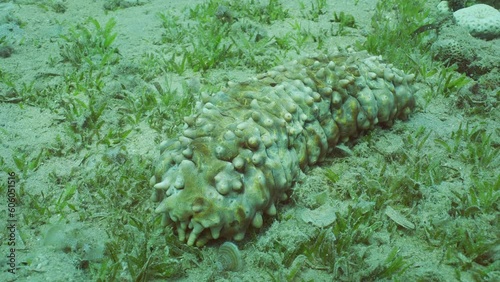 Ocellated Sea Cucumber (Stichopus pseudohorrens) lies on seabed covered with green algae Smooth ribbon seagrass (Cymodocea rotundata) in sun glare, Camera moves around Сucumber, Slow motion photo