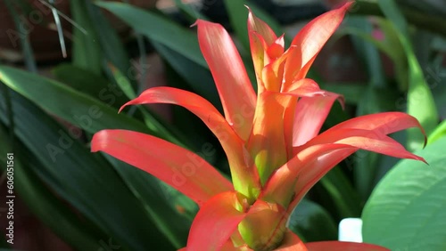 Bright red and orange Guzmania monostachia tropical flowers blossom with green leaves in spring in the garden photo