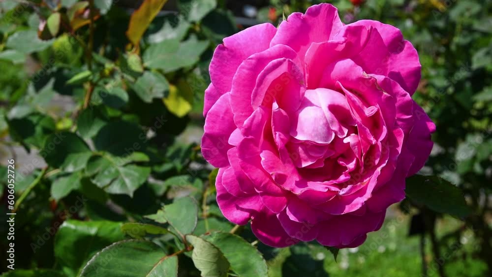 Beautiful rose in bloom at the rose garden in Florence near Michelangelo square. Italy Beautiful rose in bloom at the rose garden in Florence near Michelangelo square. Italy
