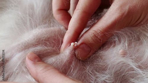 Dog breast with false pregnancy nipple with lactation close up