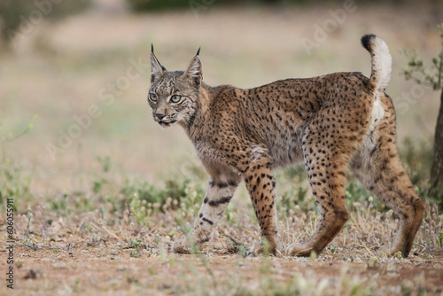 Iberian lynx walking in wild nature photo