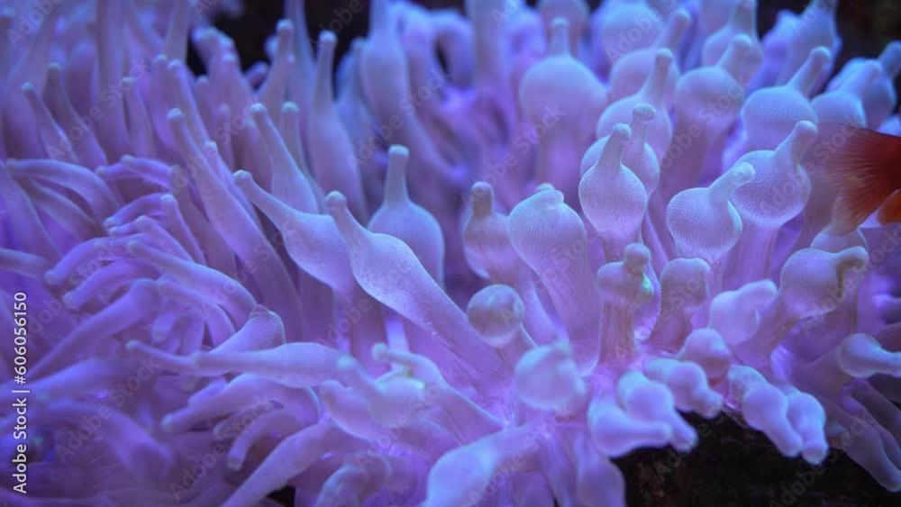 Closeup view of the Bubble Tip Anemone (Entacmaea Quadricolor) Closeup view of the Bubble Tip Anemone (Entacmaea Quadricolor)