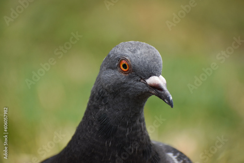 Pigeon face close up town bird wildlife