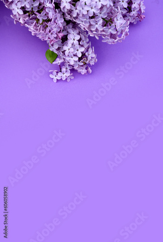 Bouquet of lilac lilacs on a purple background. Lilac, purple background with lilacs. Spring season flower concept. aroma of freshness, harmony of nature
