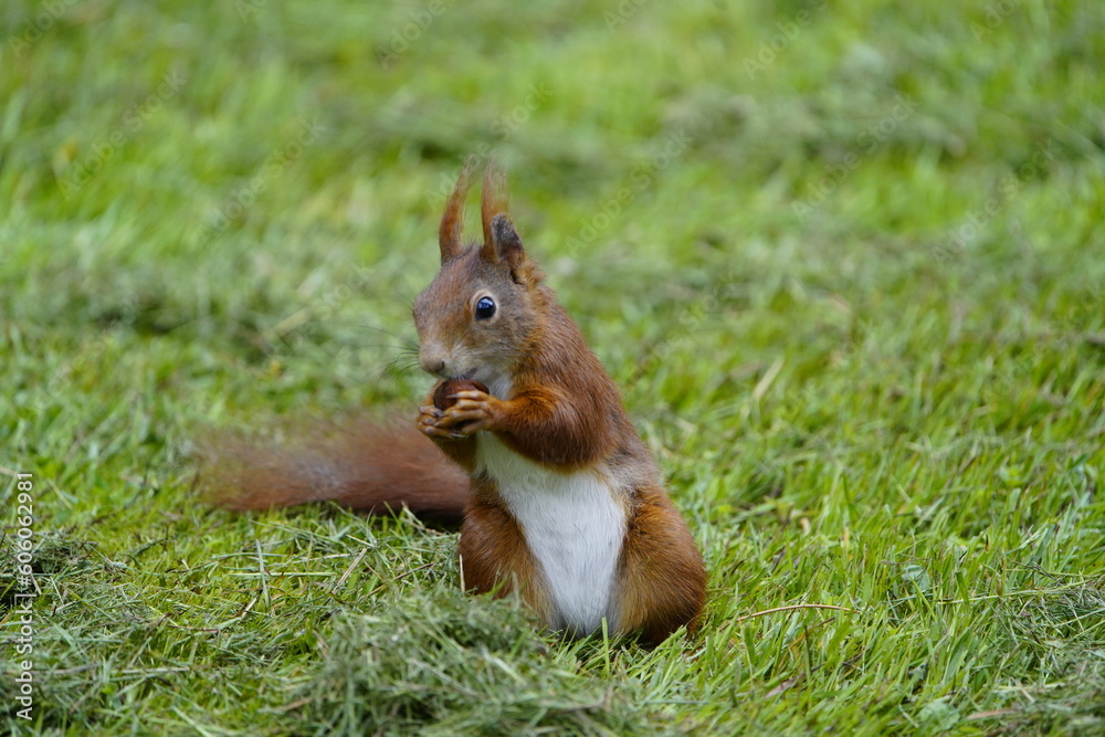 Red squirrel eating a nut (Sciurus vulgaris) Sciuridae family. Hanover, Germany.
Red squirrel eating a nut (Sciurus vulgaris) Sciuridae family. Hanover, Germany.