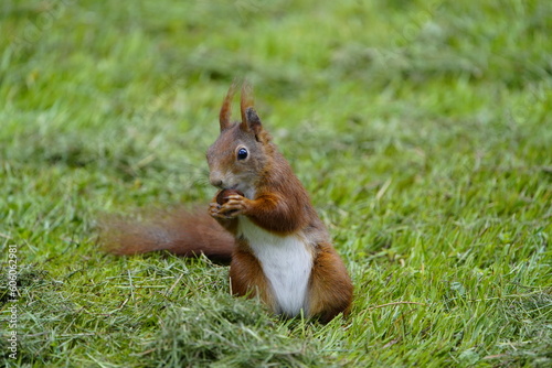  Red squirrel eating a nut  Sciurus vulgaris  Sciuridae family. Hanover  Germany. 