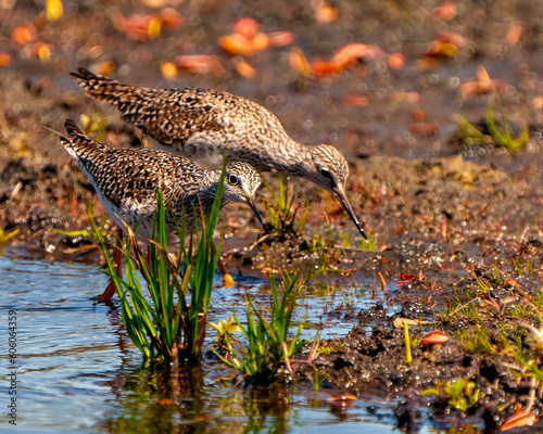 Common Sandpiper Photo and Image. Sandpiper birds side view foraging for food in their marsh environment and habitat surrounding.