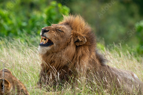 Lion  Panthera leo  Parc national du Kruger  Afrique du Sud