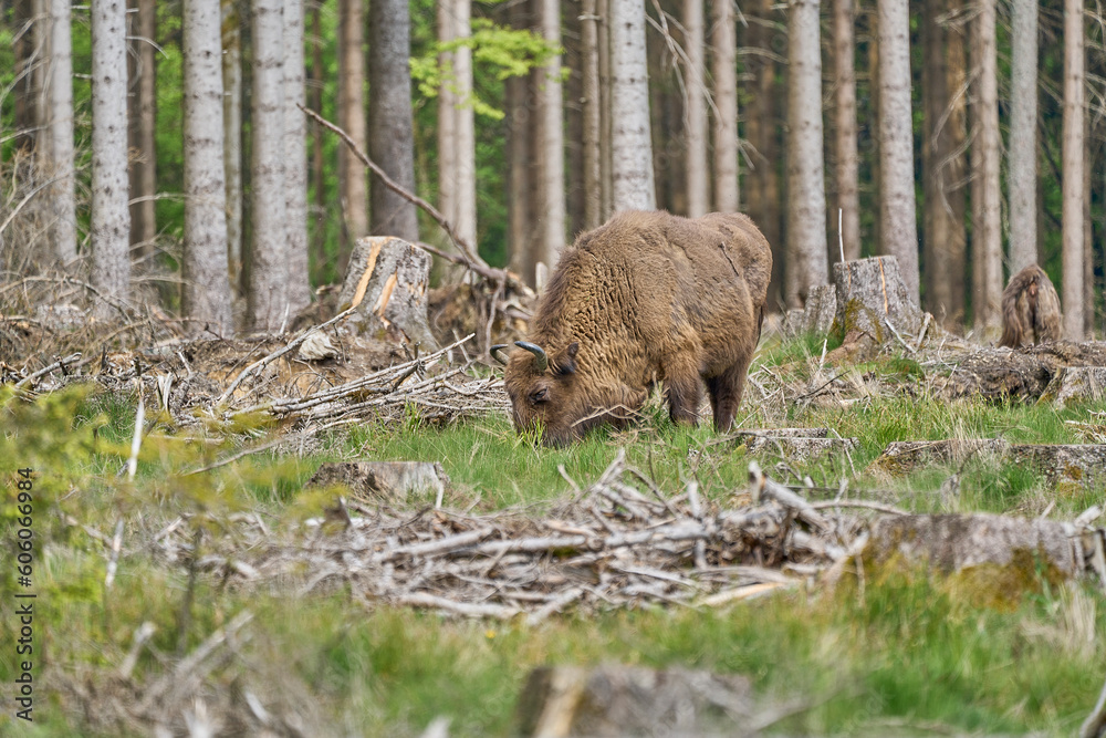 European wood Bison, also Wisent at Rothaarsteig, Sauerland. European wood Bison, also Wisent at Rothaarsteig, Sauerland.