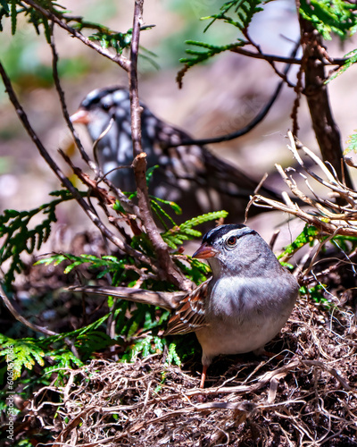 Sparrow Stock Photo and Image. White-crowned Sparrow close up front view on nest with a blur bird background in its environment and habitat.