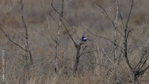 a slow motion wide shot of a male white-winged fairywren perching in a bush at lake bindegolly national park in outback queensland, aust photo