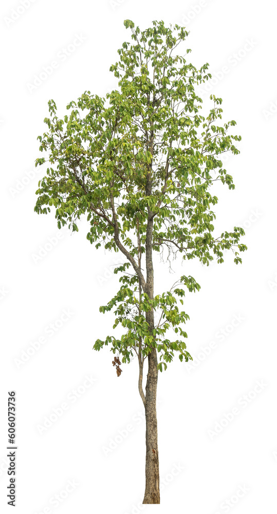 Green tree isolated on transparent background with clipping path and alpha channel. Green tree isolated on transparent background with clipping path and alpha channel.