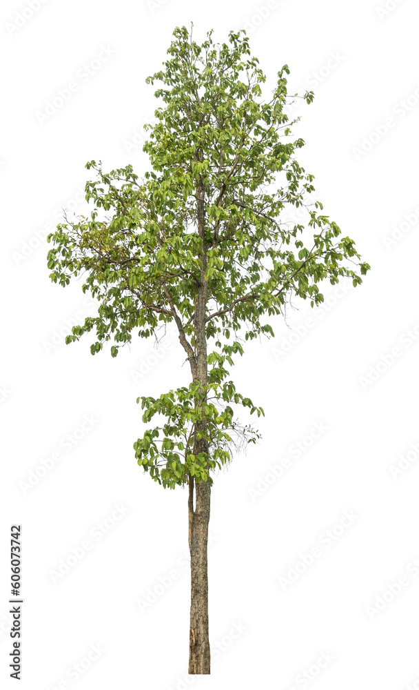 Green tree isolated on transparent background with clipping path and alpha channel.