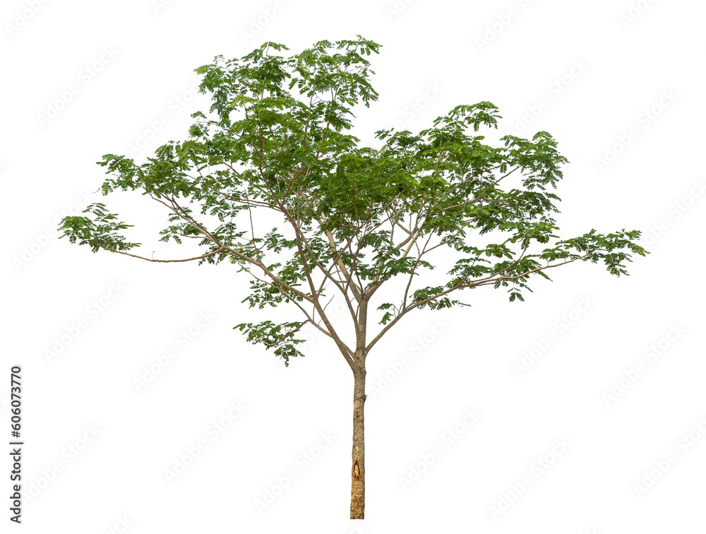 Obraz premium Green tree isolated on transparent background with clipping path and alpha channel.