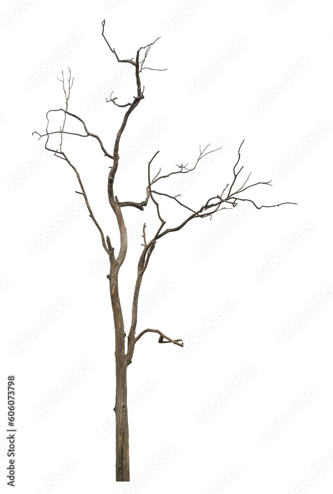 Fototapeta premium dead tree isolated on transparent background with clipping path and alpha channel.