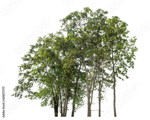 Green tree isolated on transparent background with clipping path and alpha channel.