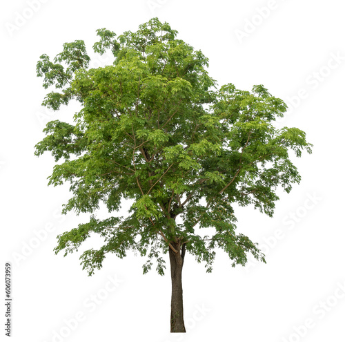 Green tree isolated on transparent background with clipping path and alpha channel.