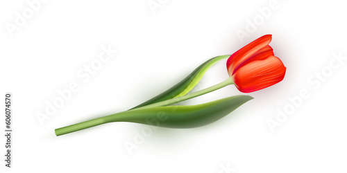 Red tulip on white background. Realistic spring colorful flower vector illustration. Floral decorative plant with petals and green leaves in blossom. Gift for holiday, design for card