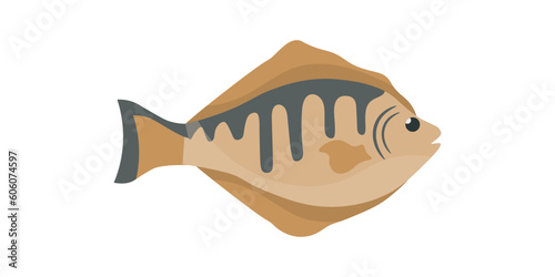 Flounder, fresh fish of sea and ocean water, saltwater European plaice, marine flatfish