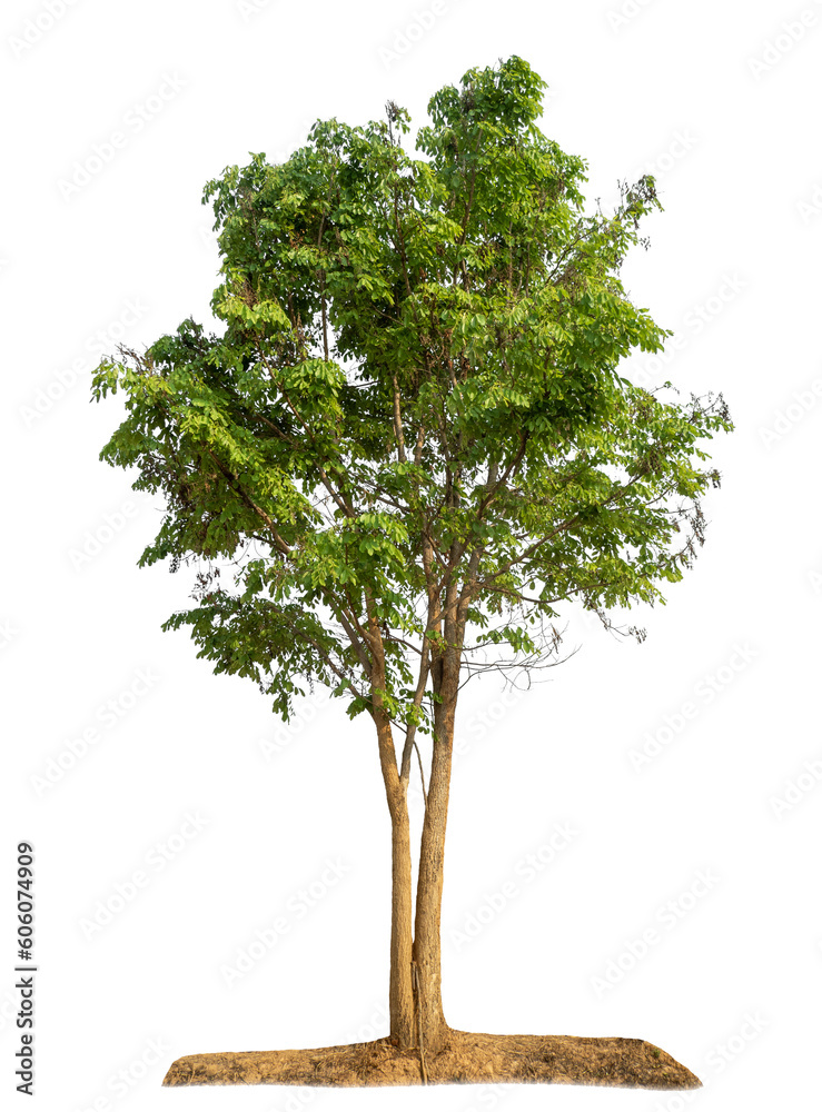 Fototapeta premium Green tree isolated on transparent background with clipping path and alpha channel.