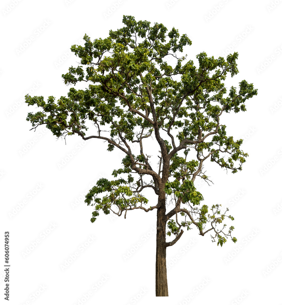 Obraz premium Green tree isolated on transparent background with clipping path and alpha channel.