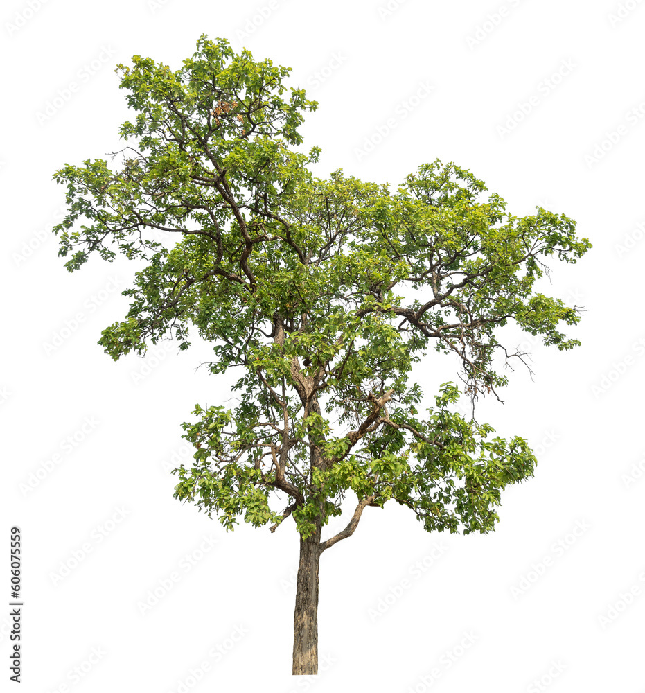 Green tree isolated on transparent background with clipping path and alpha channel. Green tree isolated on transparent background with clipping path and alpha channel.