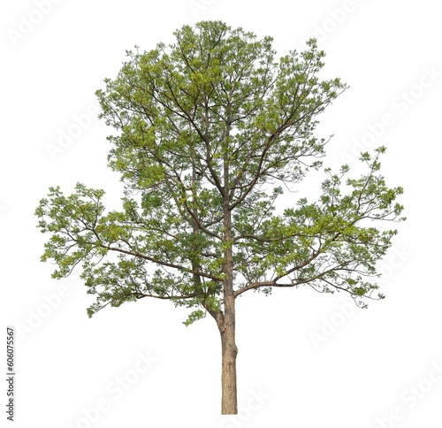 Green tree isolated on transparent background with clipping path and alpha channel.