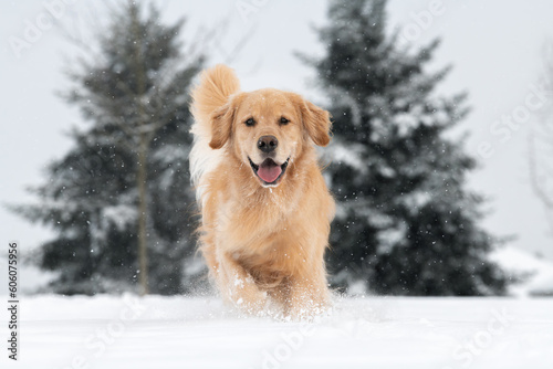 Photography Dog running towards camera in snow