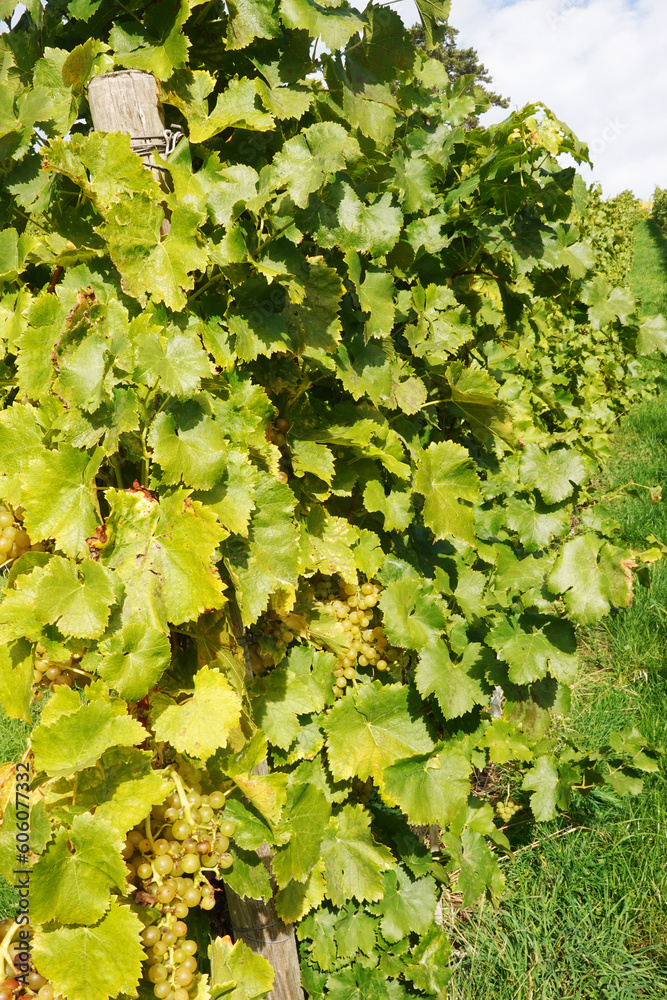 Wine yards in Stuttgart region in Germany in October Wine yards in Stuttgart region in Germany in October
