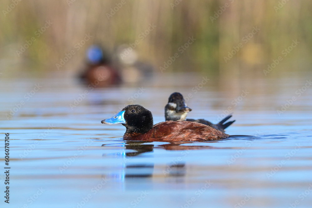 Lake Duck in Pampas Lagoon environment, La Pampa Province, Patagonia , Argentina. Lake Duck in Pampas Lagoon environment, La Pampa Province, Patagonia , Argentina.