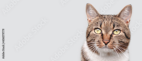 Banner with brown shorthair domestic tabby cat in front of gray background. Selective focus. © rorygezfresh