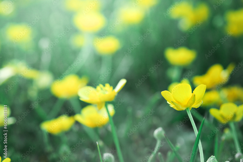 Fototapeta premium Floral summer natural landscape with wild yellow flowers in meadow. Gentle air artistic image. Beautiful close up ecology nature landscape with flowers meadow. Dream nature background. Soft focus.