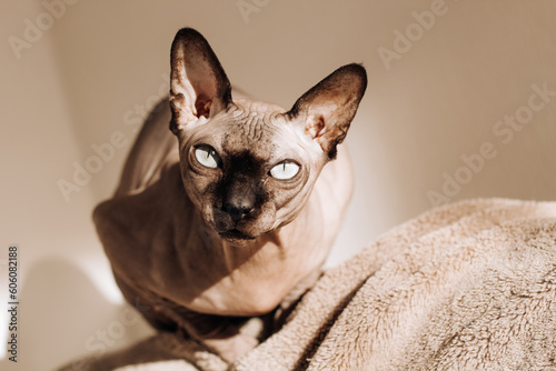 A bald cat of the Canadian sphynx breed looks into the frame.