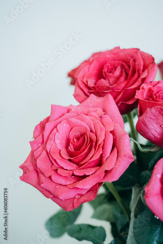 Beautiful pink roses blossom flowers