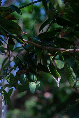 El mago de la finca photo