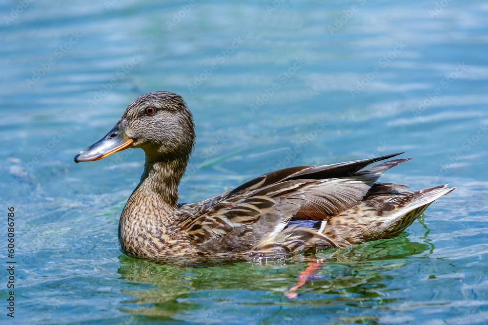 Side view of female duck Anas platyrhynchos