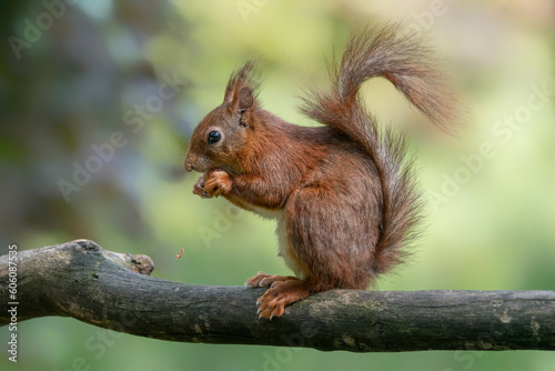 Hungry red squirrel  Sciurus vulgaris  eating a nut on a branch. Noord Brabant in the Netherlands.           