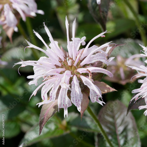 (Monarda 'Neon') Close up of an attractive pink scarlet flower of Bee balm with long ovate and lanceolate deep green leaves on square stems
 photo