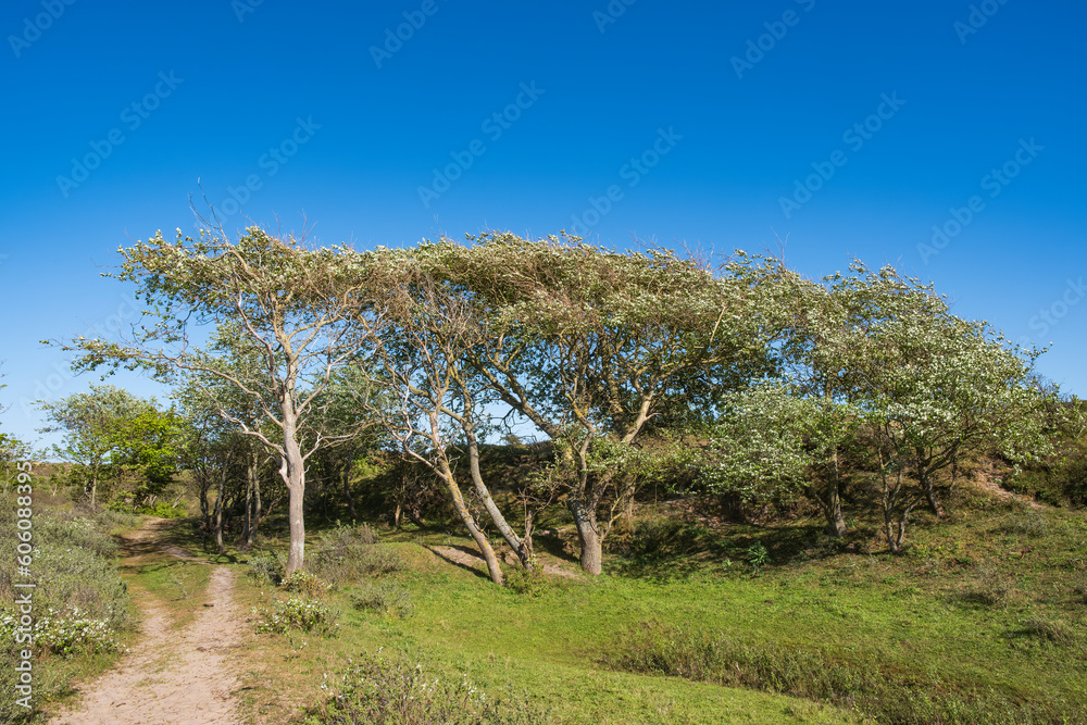 Hiking through the dunes near Egmnd aan Zee - NL in spring