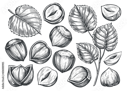 Hand drawn nuts set. Hazelnuts sketch. Peeled kernels and in shell. Engraving style vector illustration