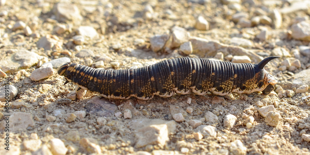 brown big caterpillar on the ground brown big caterpillar on the ground